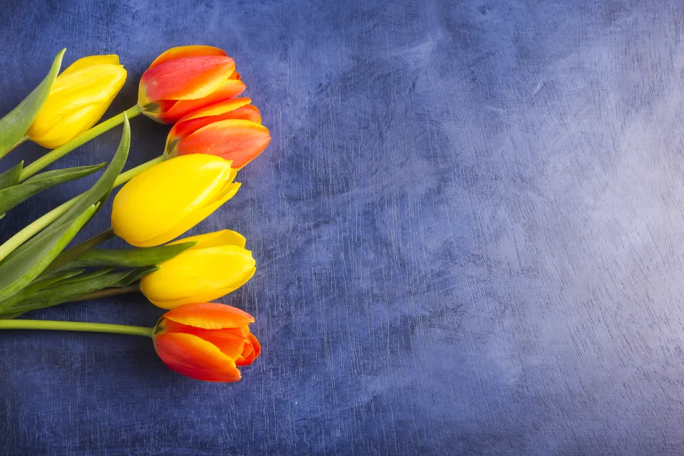 Leuchtende Tulpen vor blauem Hintergrund