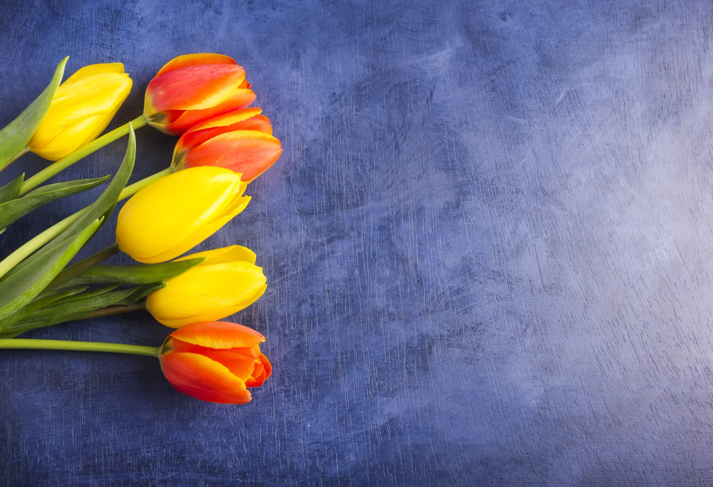 Leuchtende Tulpen vor blauem Hintergrund