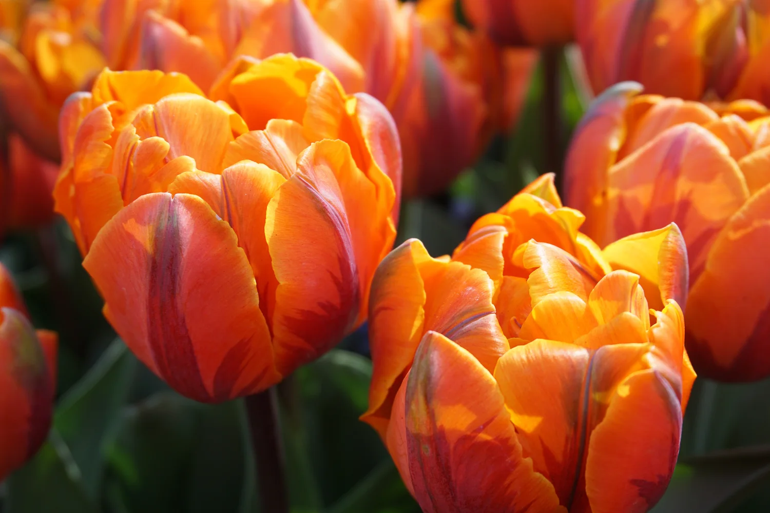 Leuchtende orangefarbene Tulpen in Nahaufnahme
