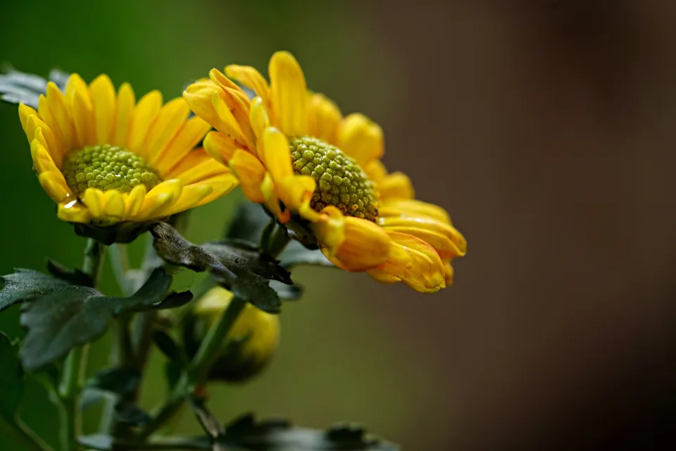 Naturmotiv – Gelbe Chrysanthemen mit Knospen