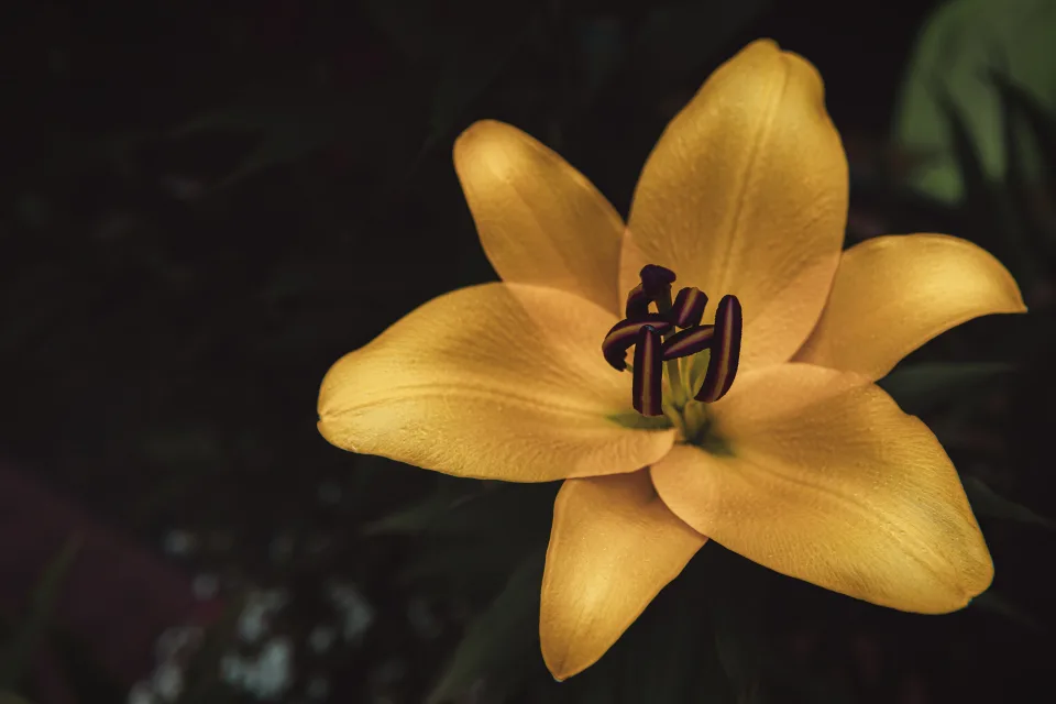 Naturmotiv – Große gelben Garten