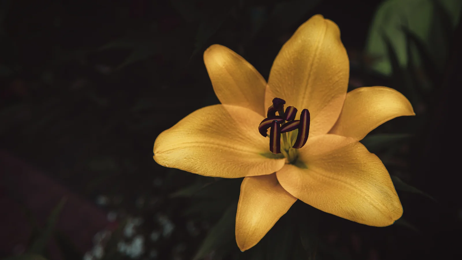 Naturmotiv – Große gelben Garten