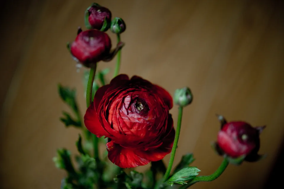 Naturmotiv – Schöne mit Knospen
