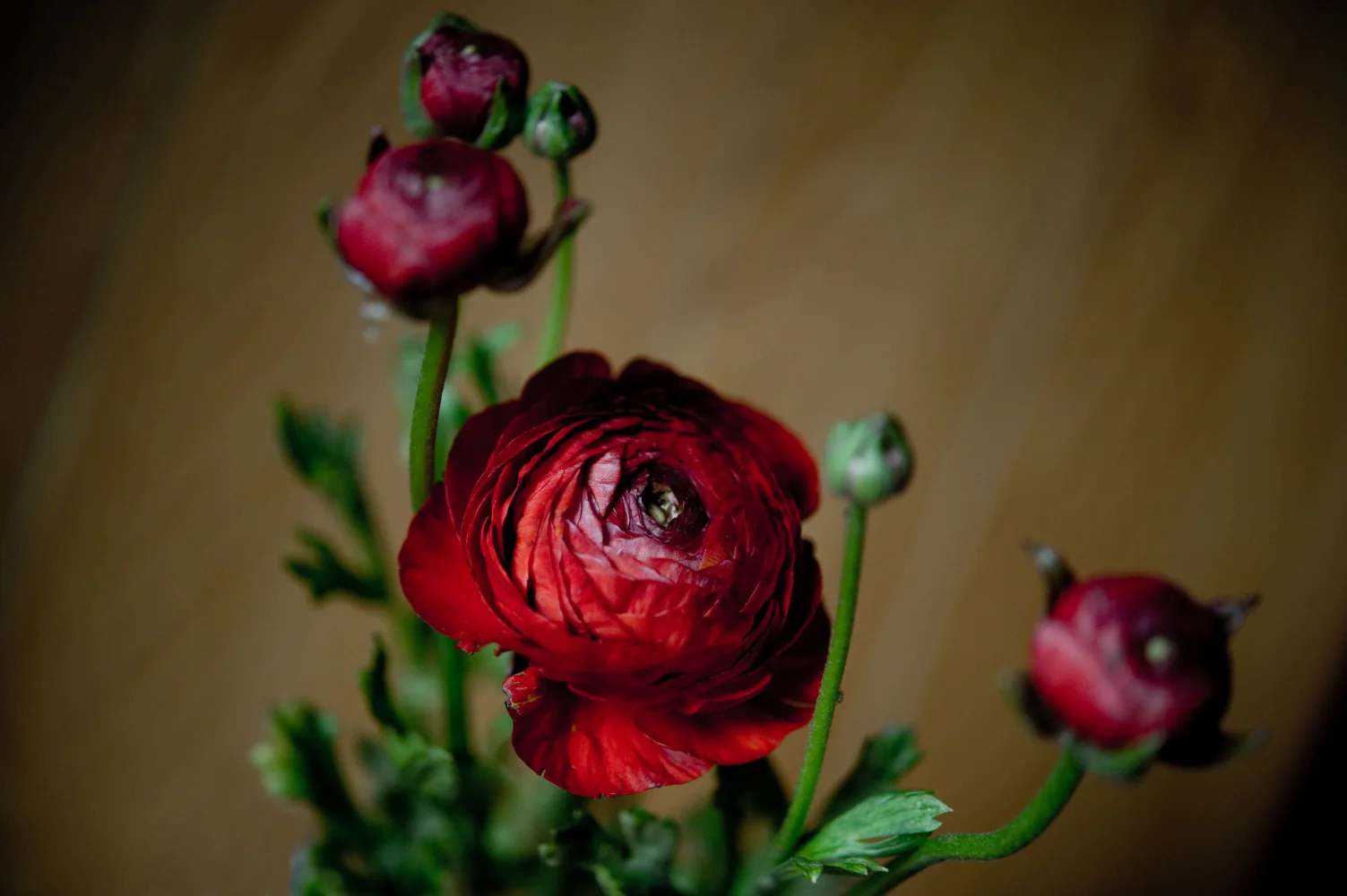 Naturmotiv – Schöne mit Knospen