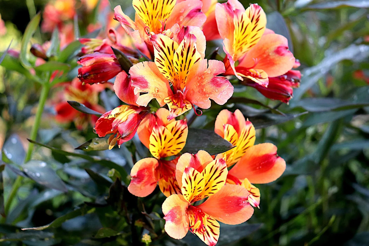 Orangefarbene Blume in Nahaufnahme