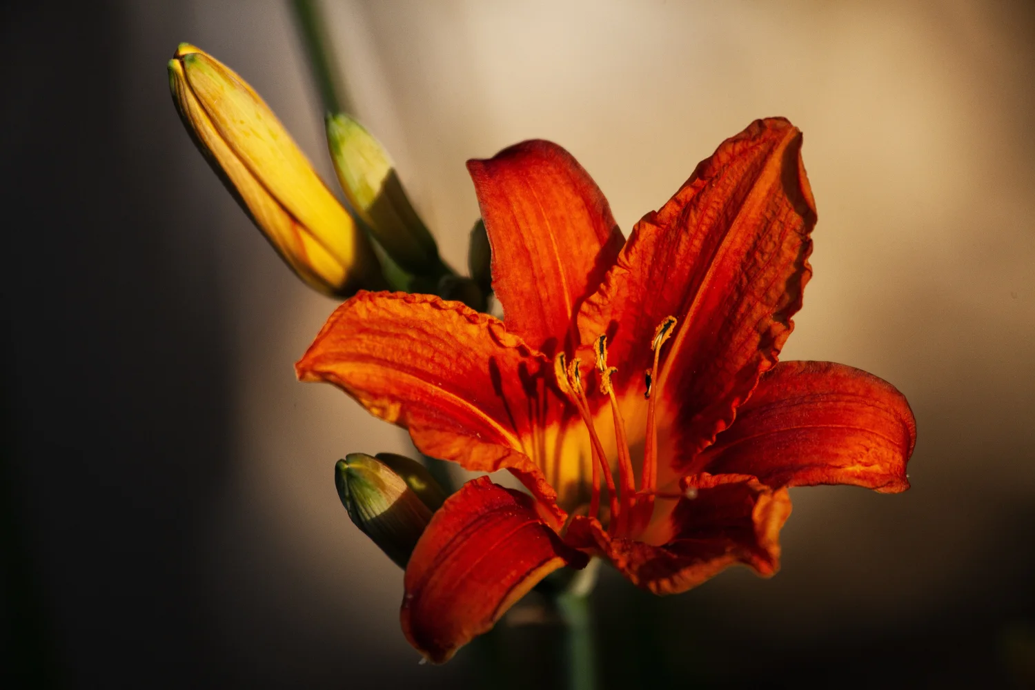 Orangefarbene Blume mit Knospe in Nahaufnahme