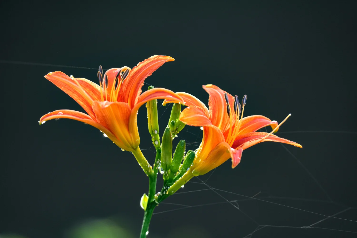 Orangefarbene Blume vor schwarzem Hintergrund mit Tautropfen