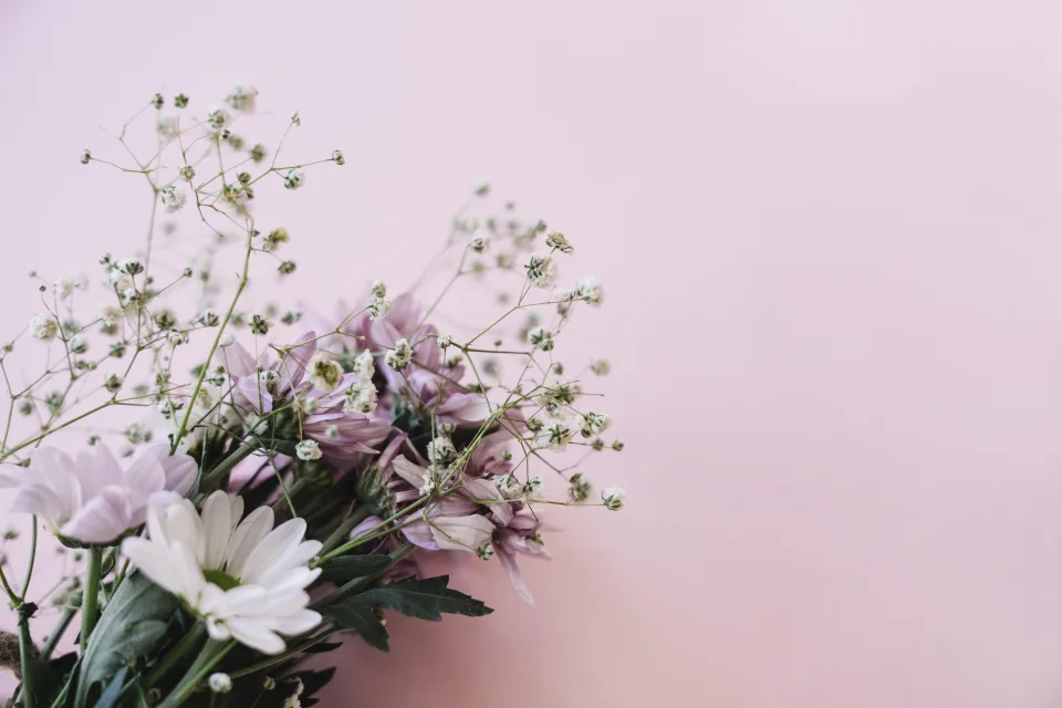 Rosa Blume Chrysanthemen mit Blumen Schleierkraut vor weißem Hintergrund