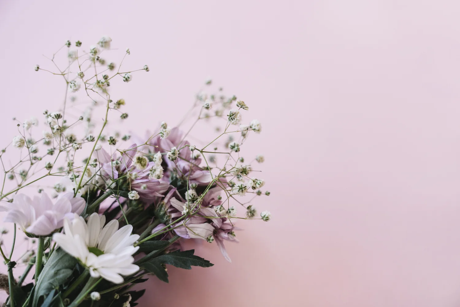 Rosa Blume Chrysanthemen mit Blumen Schleierkraut vor weißem Hintergrund