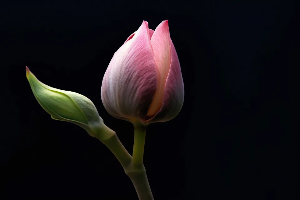 Rosa Blume Lotus vor schwarzem Hintergrund