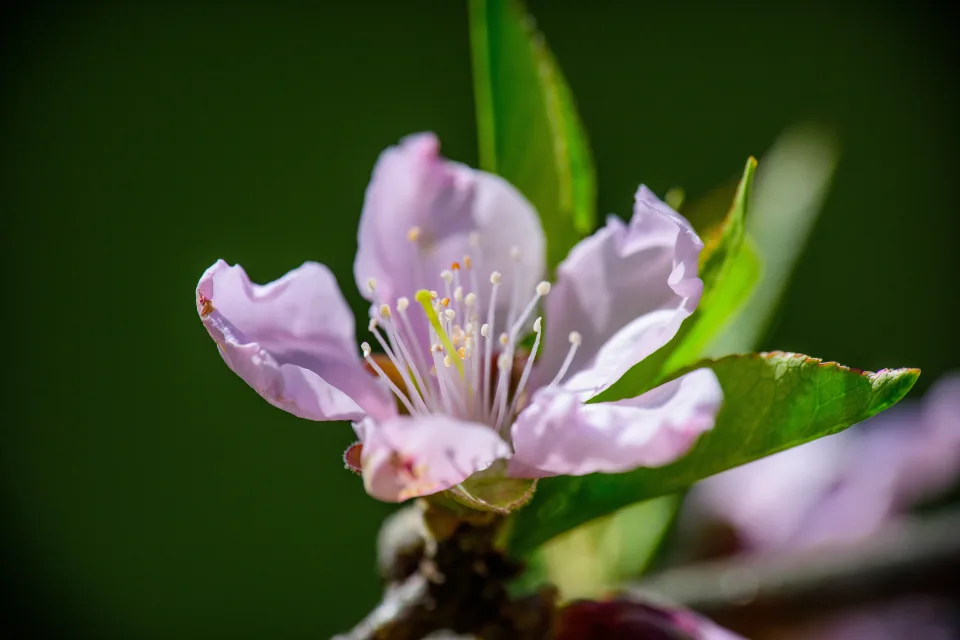 Rosa Blume auf einem Ast im Frühling mit grünen Blättern