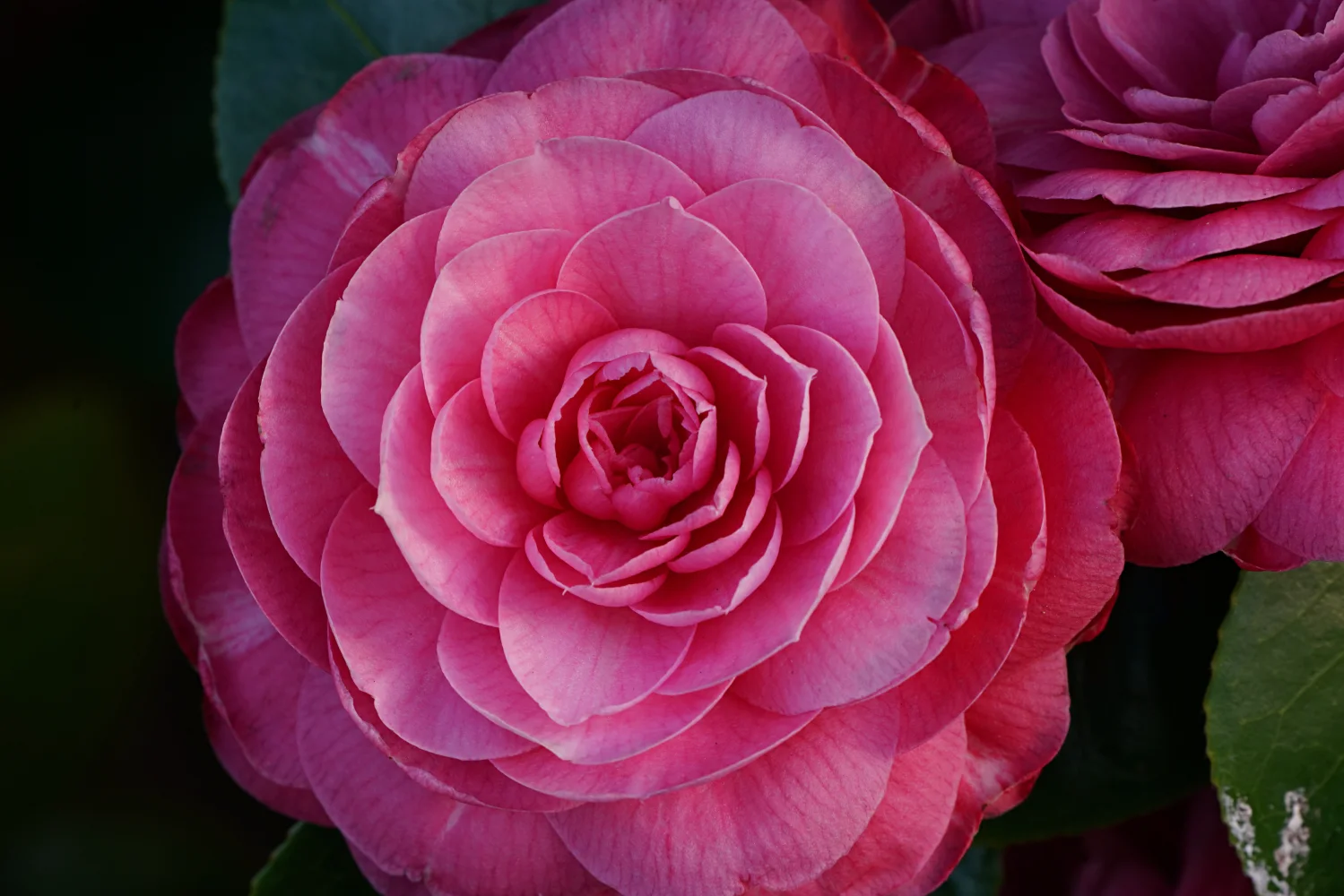 Rosa Blume in Nahaufnahme