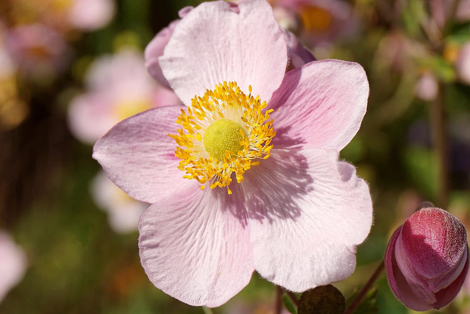 Rosa Blume mit Knospe in Nahaufnahme