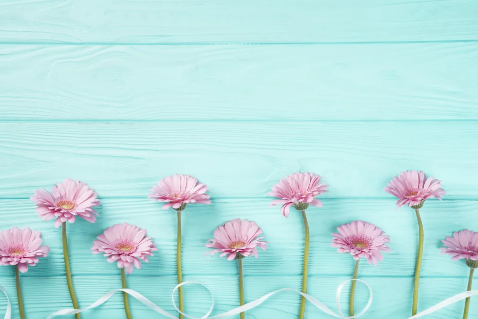 Rosa Gerbera mit weißen Schleife auf hellblauem Tisch
