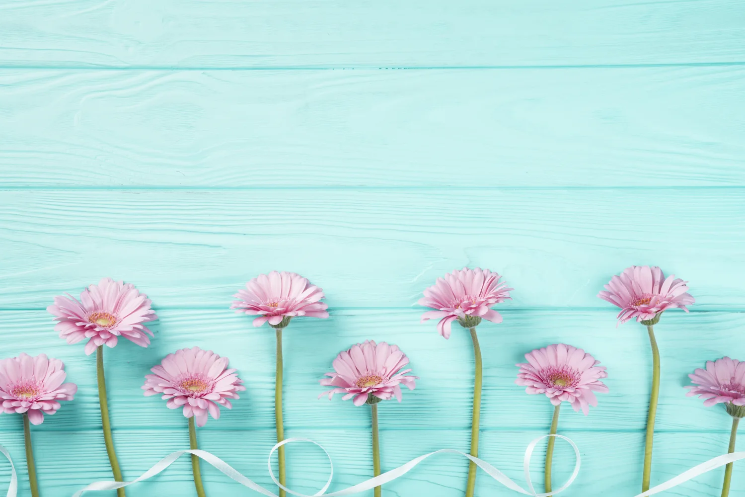 Rosa Gerbera mit weißen Schleife auf hellblauem Tisch