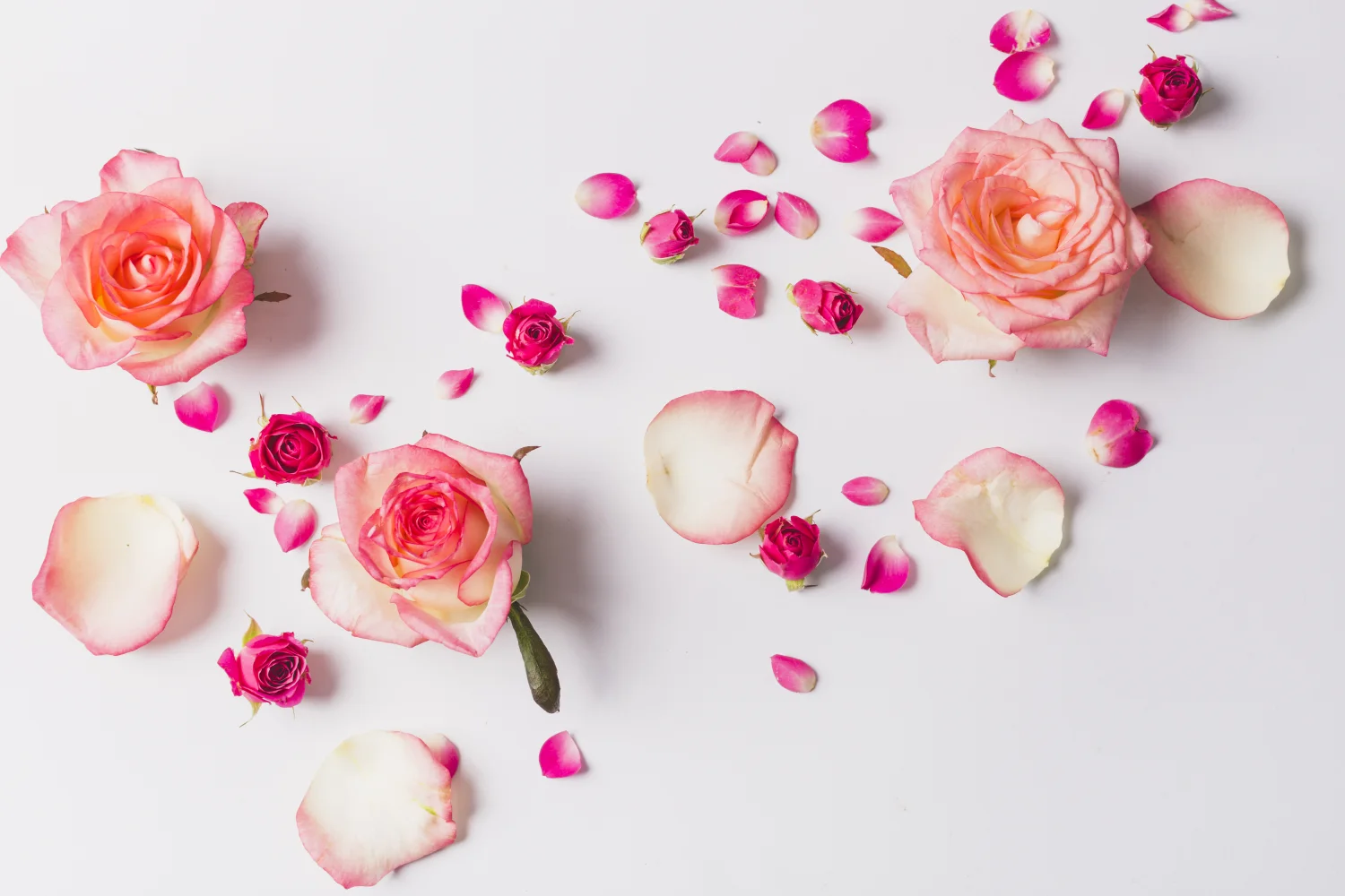 Rosa Rose mit Blütenblättern vor grauem Hintergrund