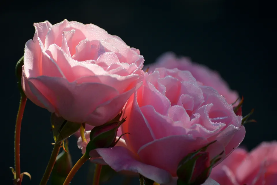 Rosa Rose mit Knospen mit Tautropfen in Nahaufnahme