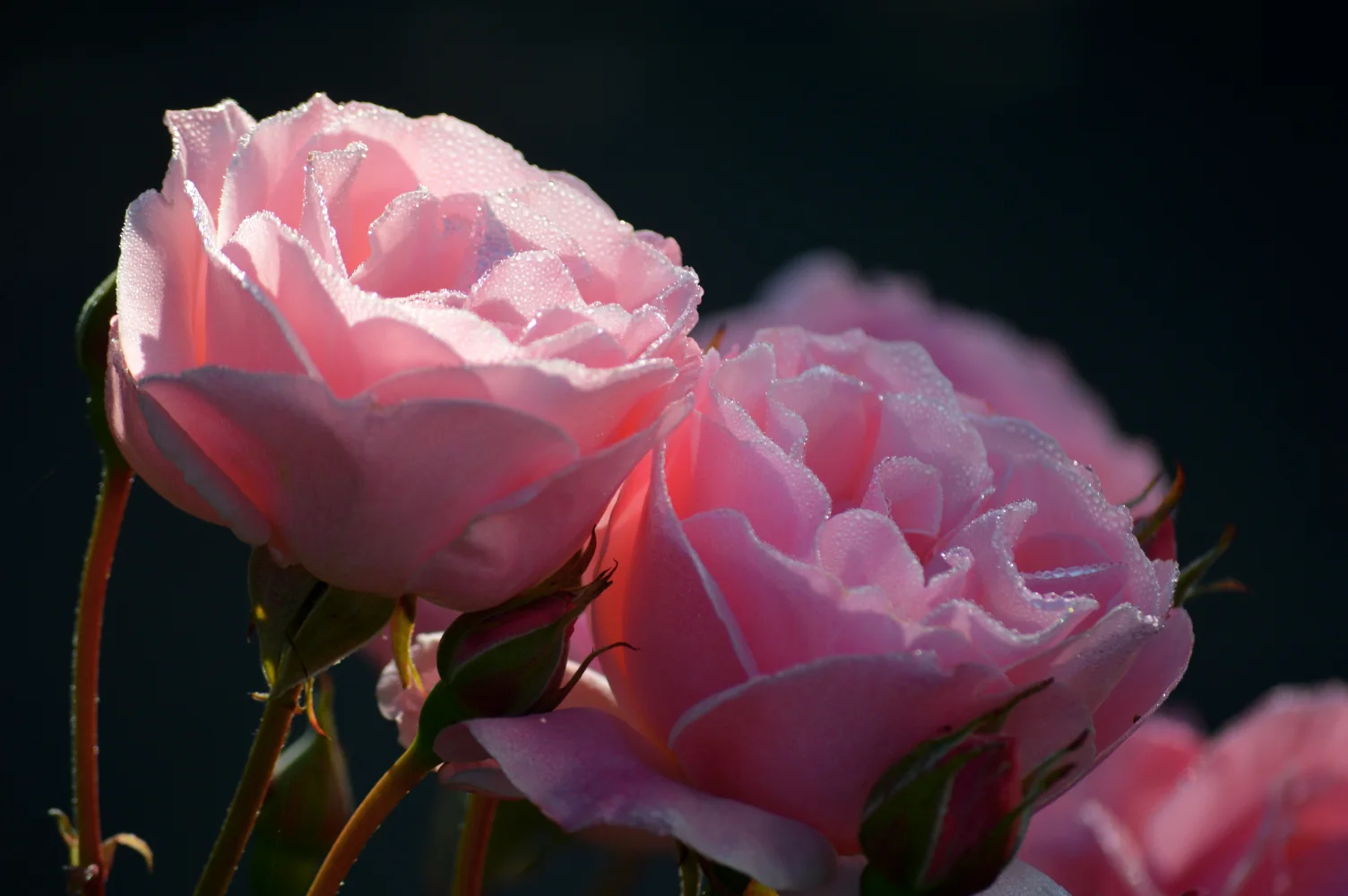 Rosa Rose mit Knospen mit Tautropfen in Nahaufnahme