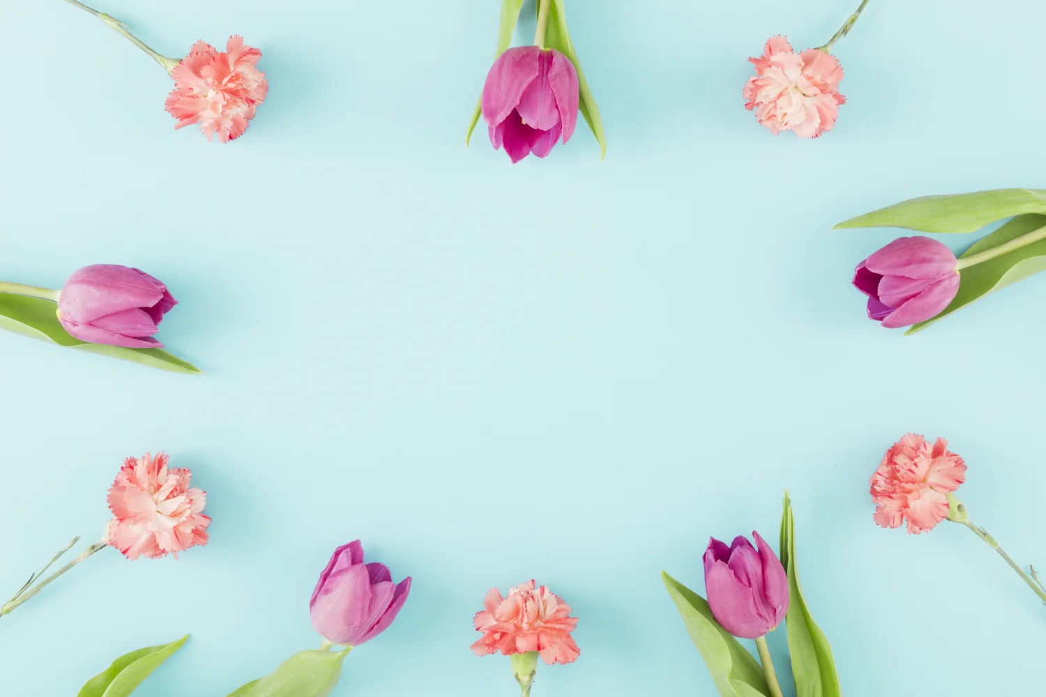 Rosa Tulpen und vor hellblauem Hintergrund, Vorlage