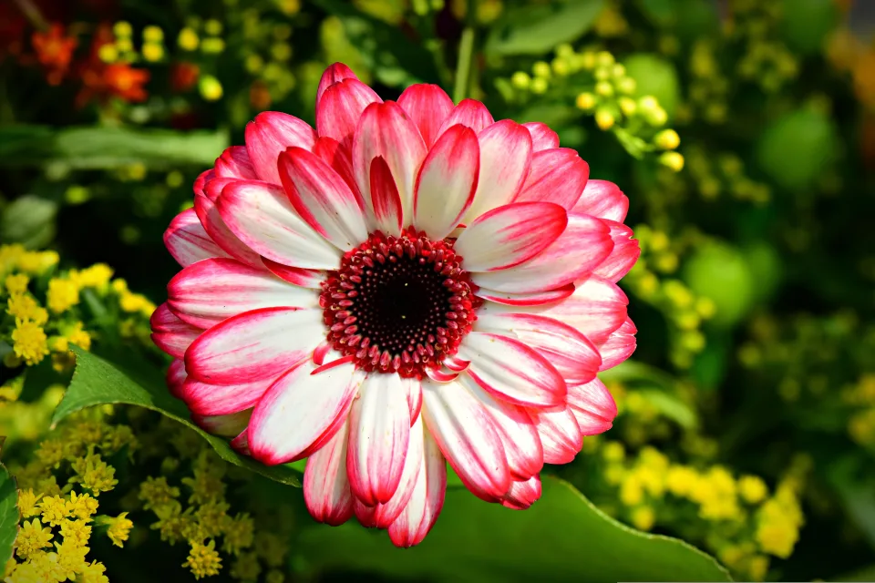 Rosa in Nahaufnahme auf Blumenbeet