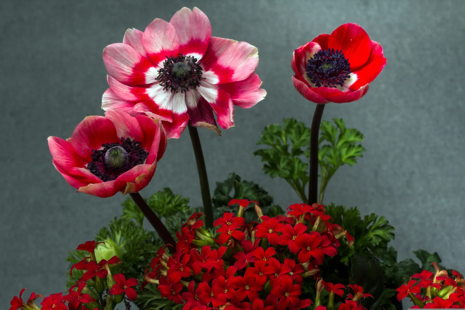 Rosa mit Blumen