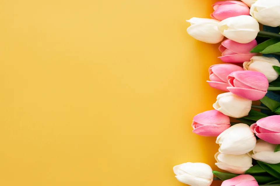 Rosa und weiße Tulpen vor gelbem Hintergrund, Vorlage für Grußkarten