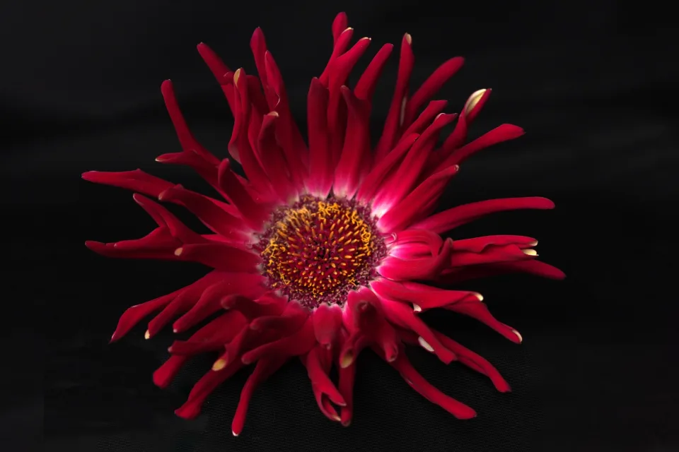 Rote Blume Dahlie mit scharfen Blütenblättern vor schwarzem Hintergrund