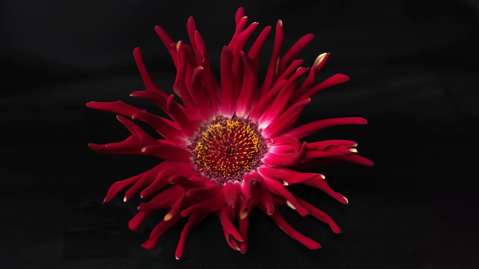 Rote Blume Dahlie mit scharfen Blütenblättern vor schwarzem Hintergrund