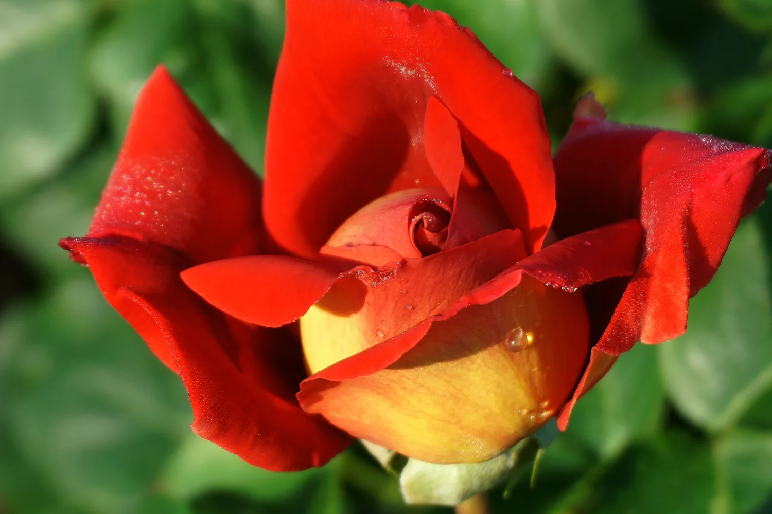 Rote Blume Garten Rose in Nahaufnahme