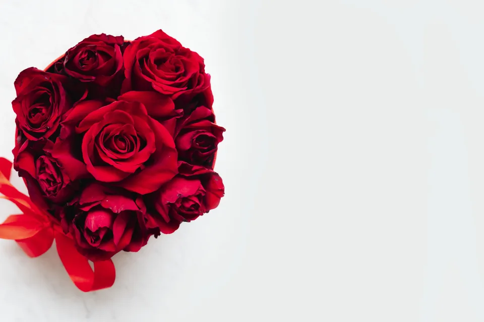 Rote Rose in Schleife aus vor weißem Hintergrund
