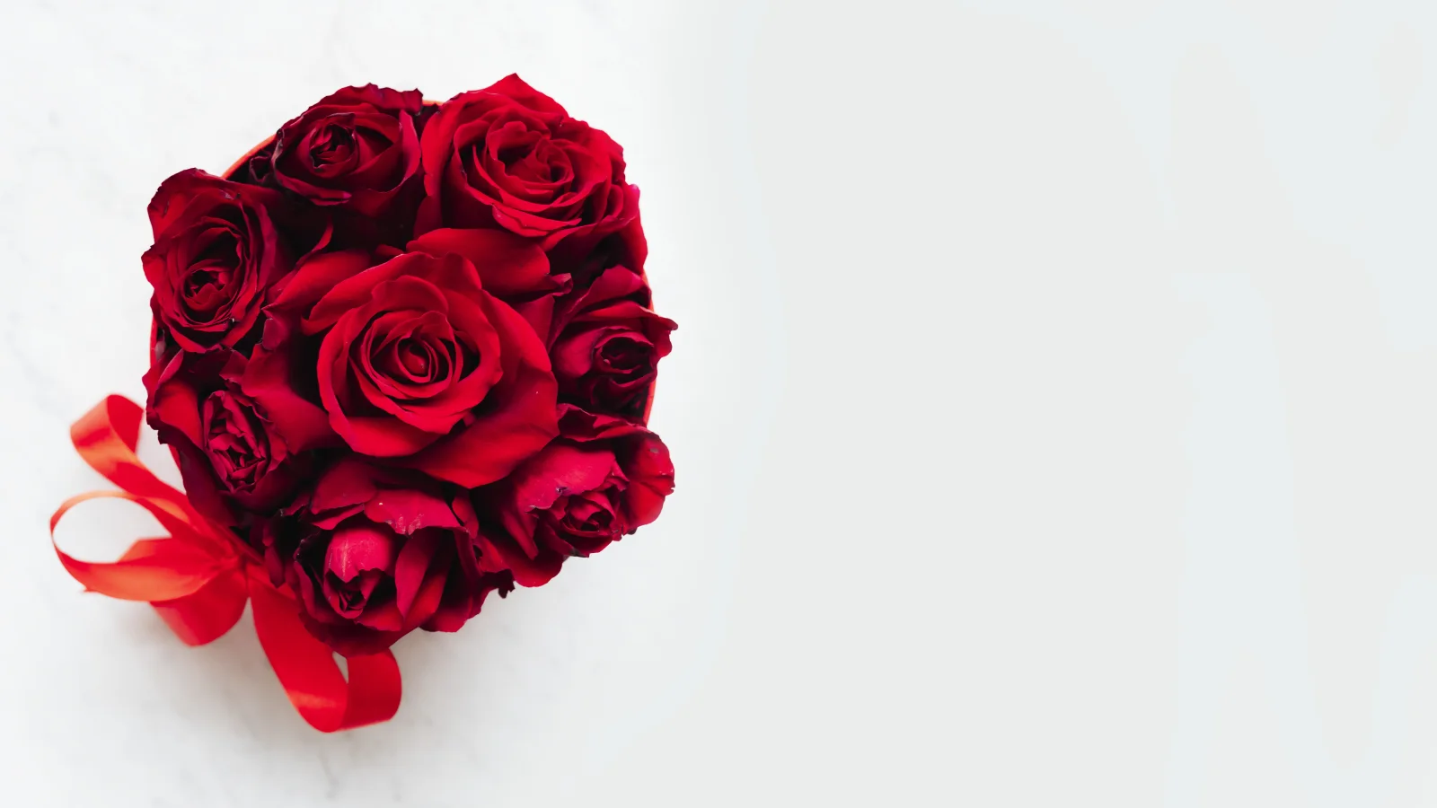 Rote Rose in Schleife aus vor weißem Hintergrund