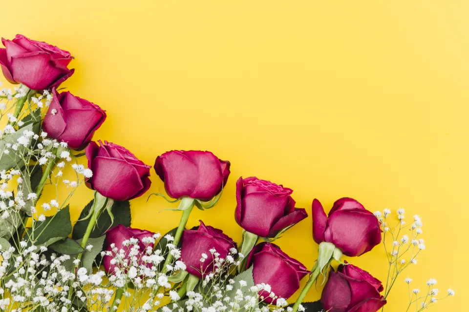 Rote Rose mit weißen Blumen Schleierkraut vor gelbem Hintergrund