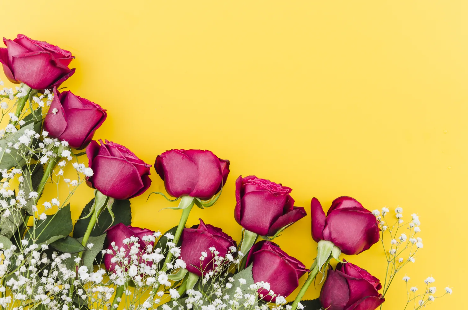 Rote Rose mit weißen Blumen Schleierkraut vor gelbem Hintergrund