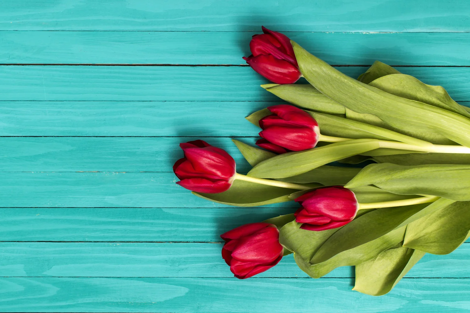 Rote Tulpen auf hellblauem hölzernem Hintergrund