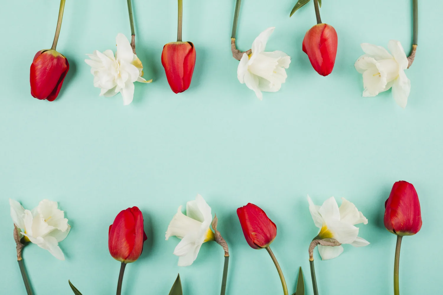 Rote Tulpen und weiße vor hellblauem Hintergrund