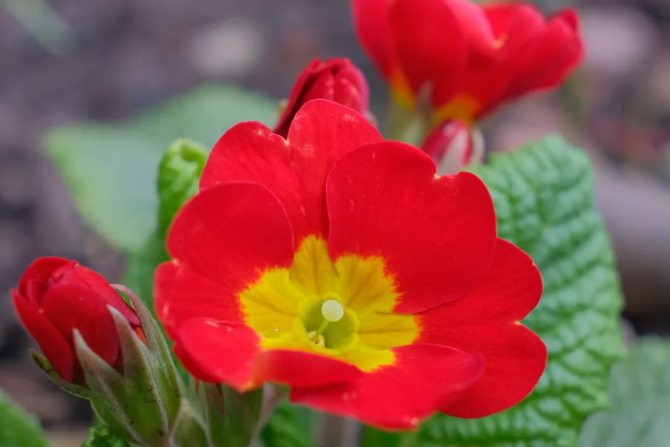 Roter Blume mit Knospen