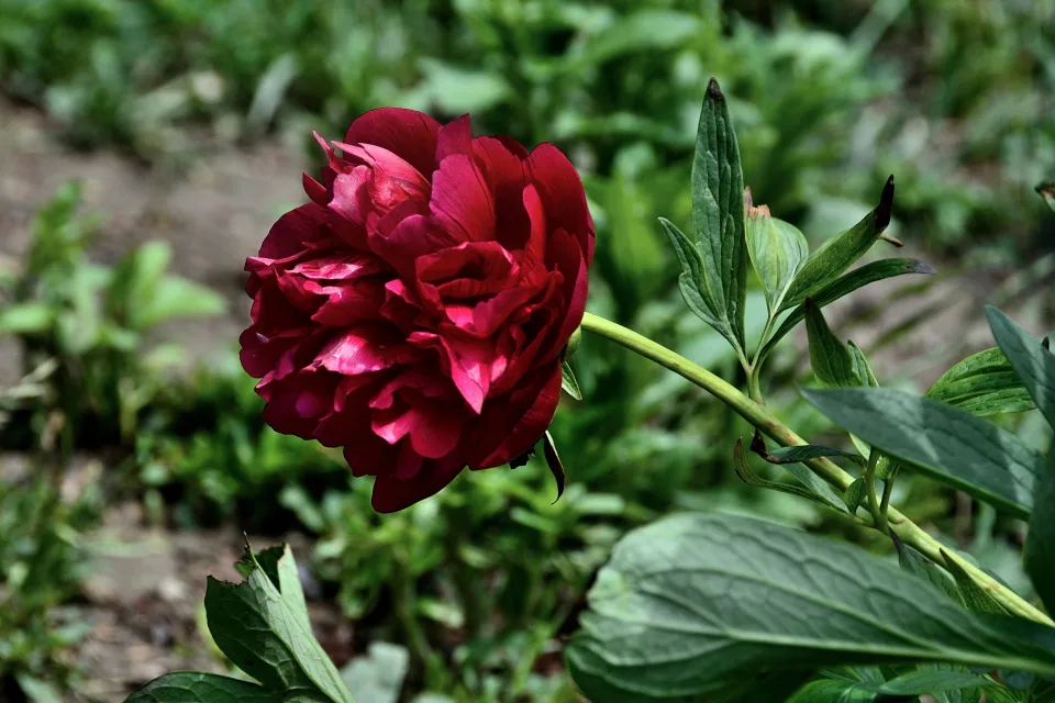 Roter mit grünen Blättern auf Blumenbeet