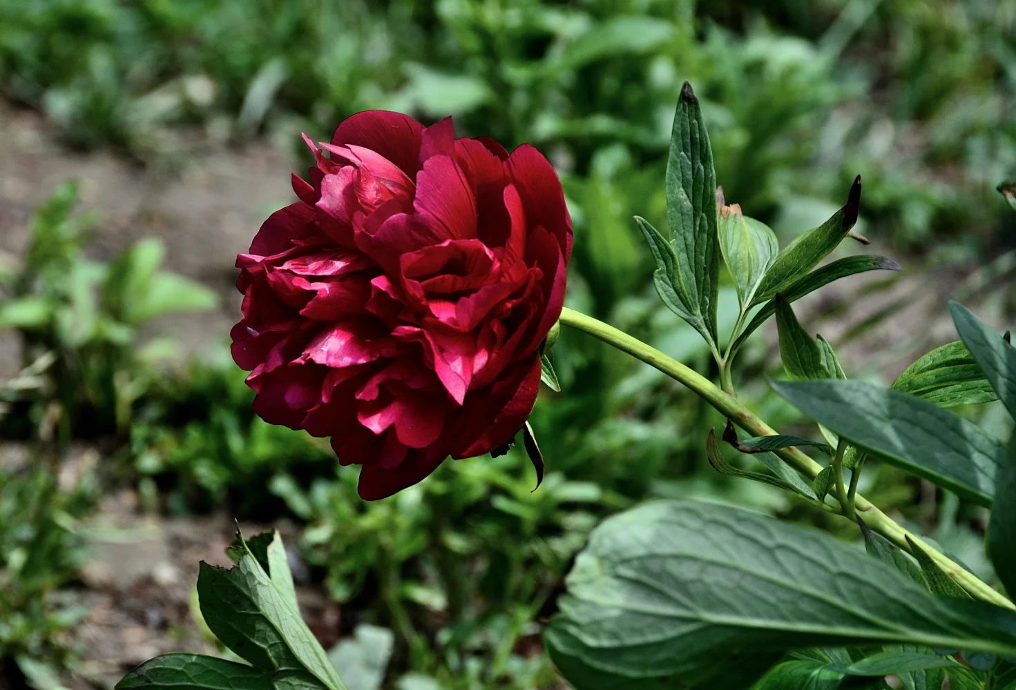 Roter mit grünen Blättern auf Blumenbeet