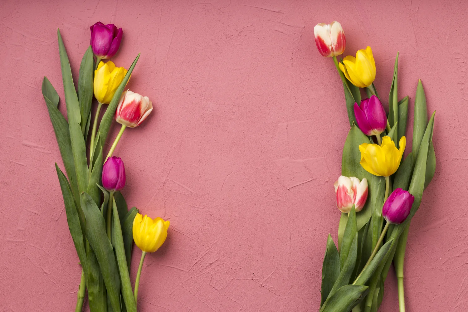 Schöne bunte Tulpen vor rosa Hintergrund