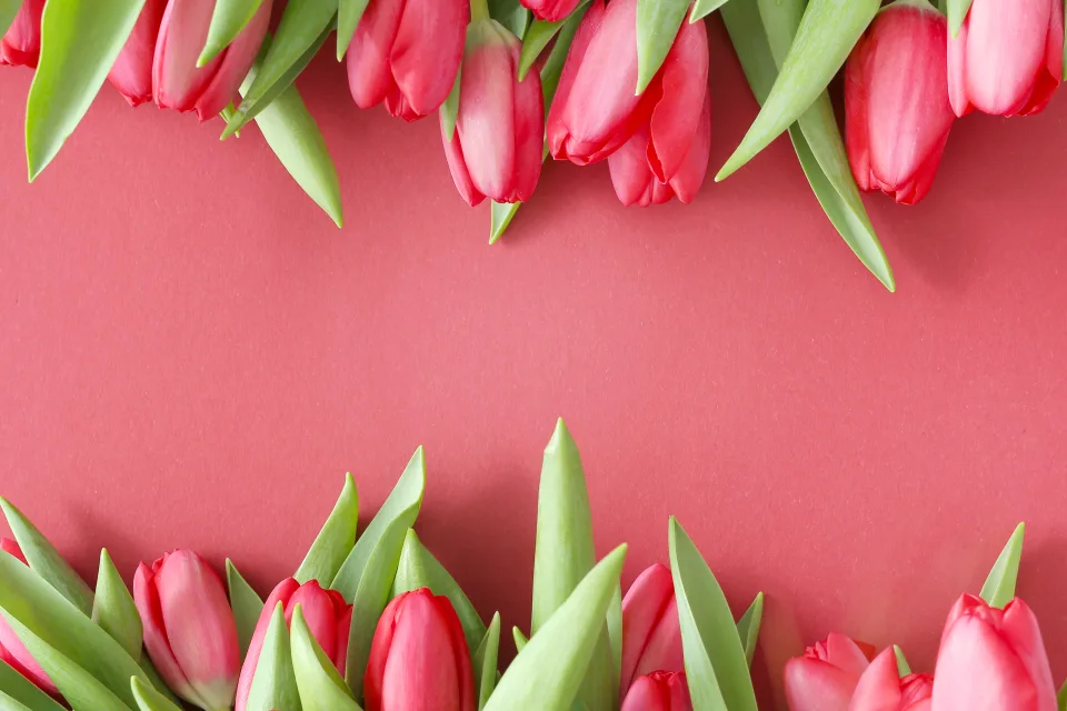 Schöne frische Tulpen vor rosa Hintergrund