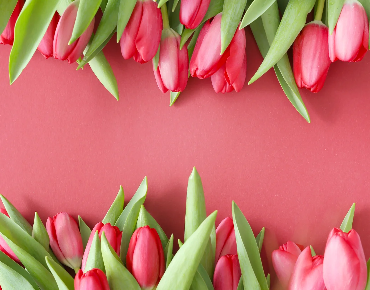 Schöne frische Tulpen vor rosa Hintergrund