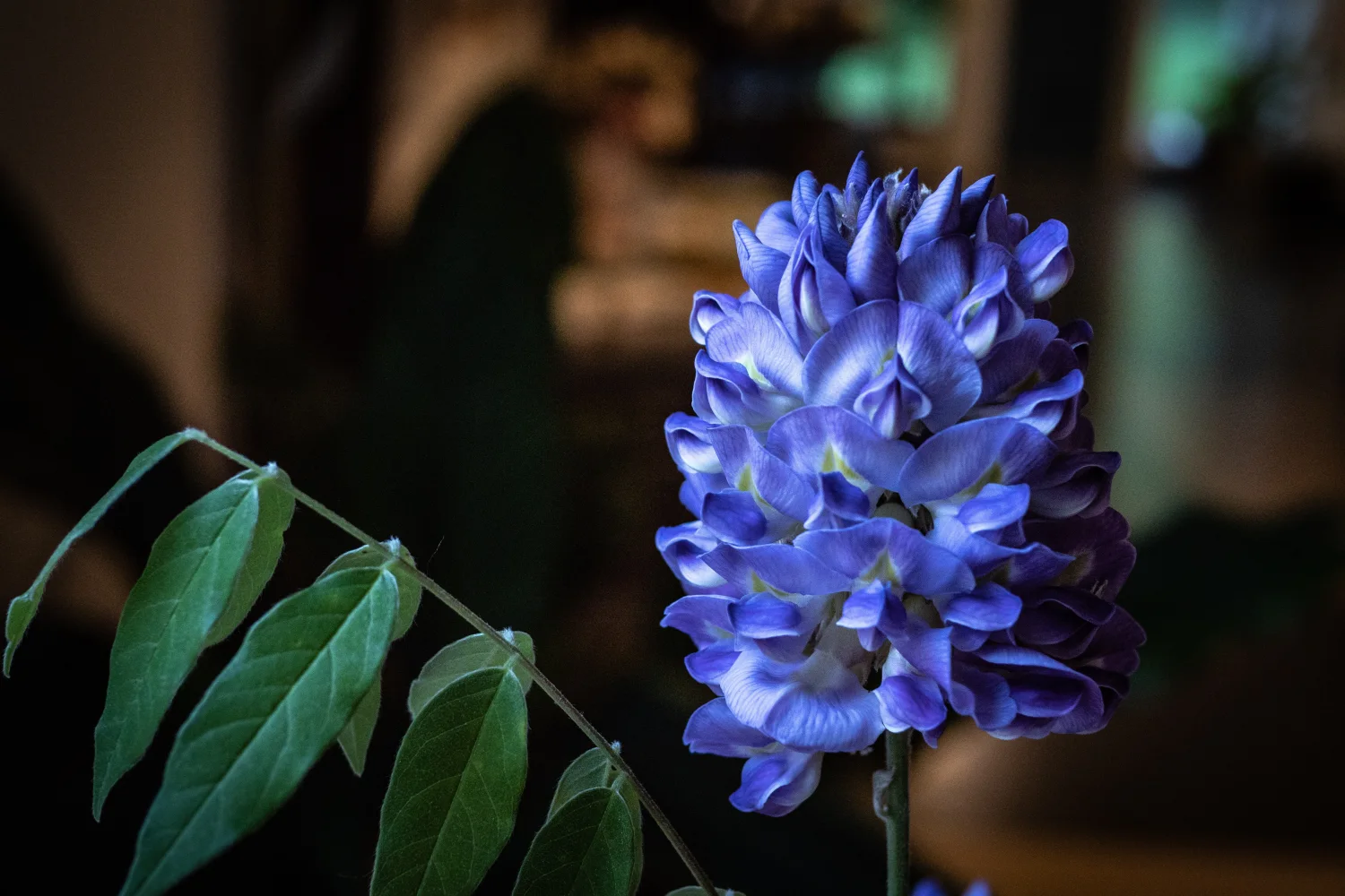 Schöne violette Blume