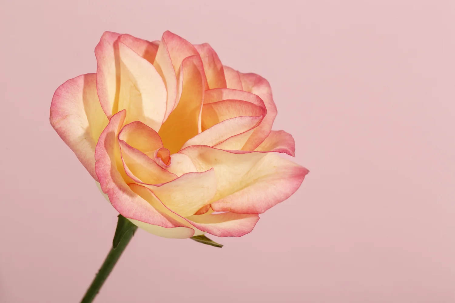 Schöne zarte Rose vor rosa Hintergrund