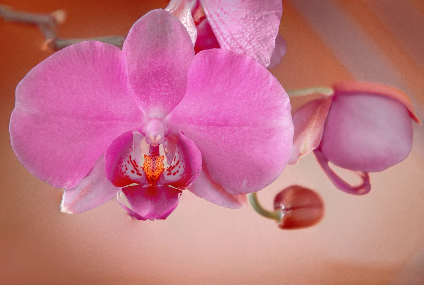 Schöne zarte rosa mit Knospen