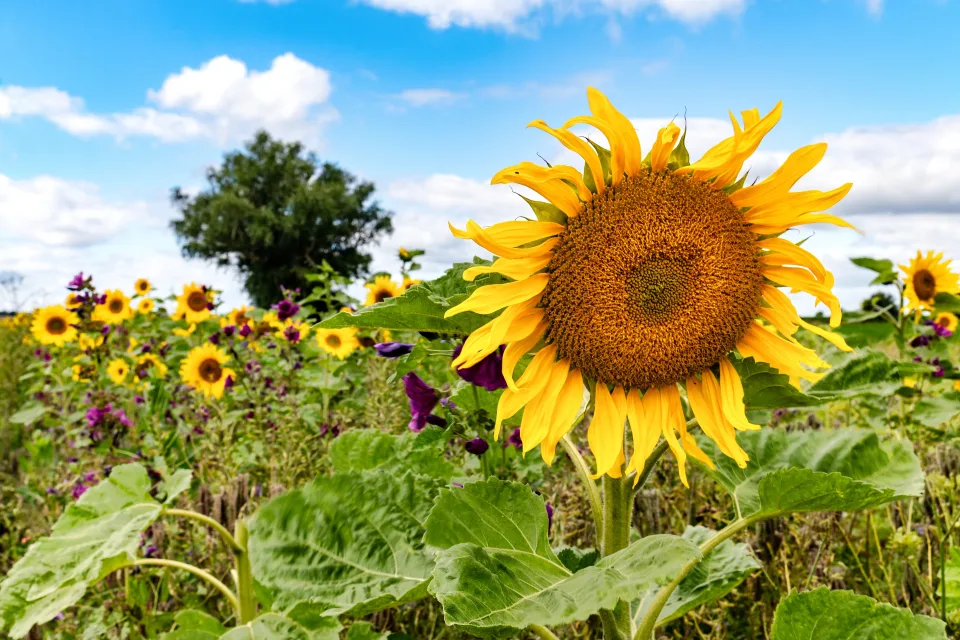 Schönes sommerliches Feld mit im Sonnenlicht
