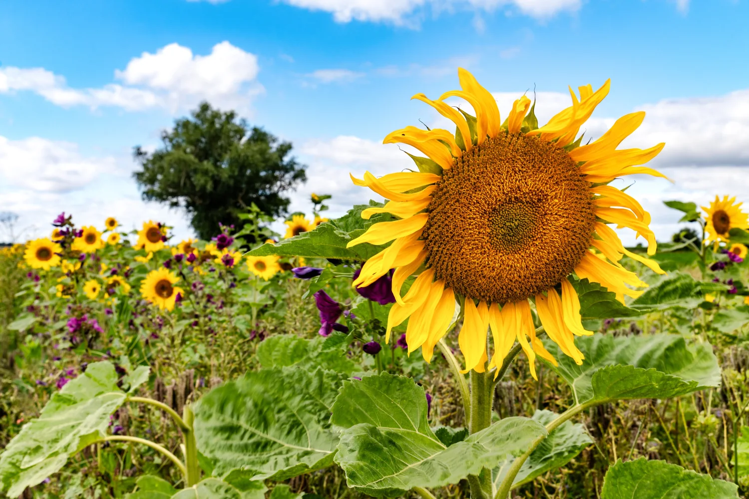 Schönes sommerliches Feld mit im Sonnenlicht