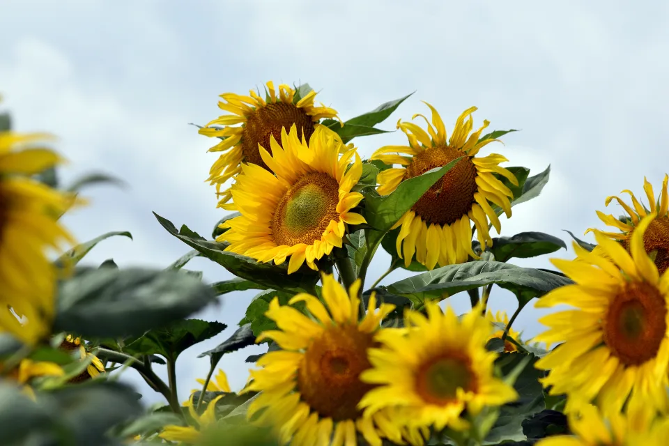 Viele gelben auf dem Feld im Sommer