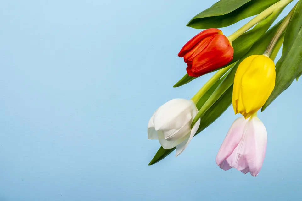 Vier Tulpen vor hellblauem Hintergrund