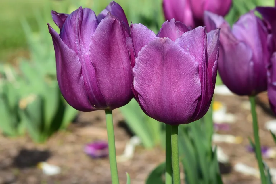 Violette Tulpen im Sonnenlicht auf Blumenbeet