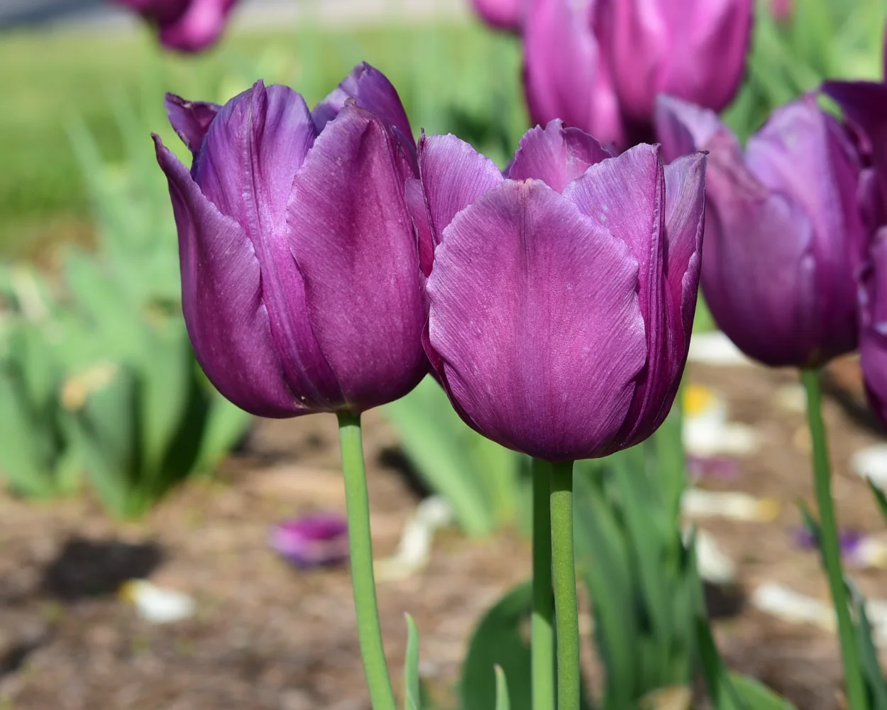 Violette Tulpen im Sonnenlicht auf Blumenbeet